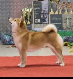 picture of dog