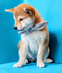picture of dog