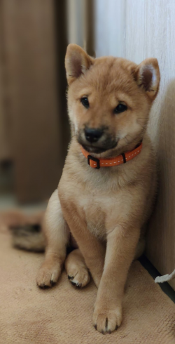 picture of dog