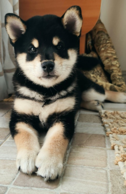 picture of dog
