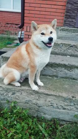 picture of dog