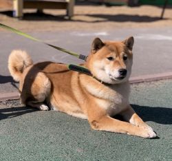 picture of dog