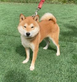picture of dog