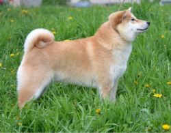 picture of dog