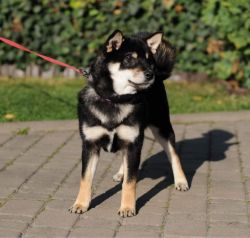 picture of dog