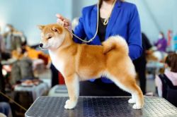 picture of dog