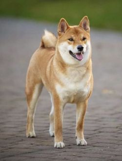 picture of dog