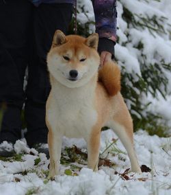 picture of dog