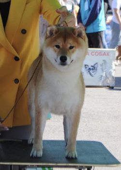 picture of dog