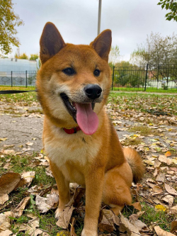 picture of dog
