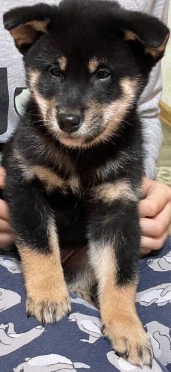picture of dog