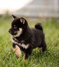 picture of dog