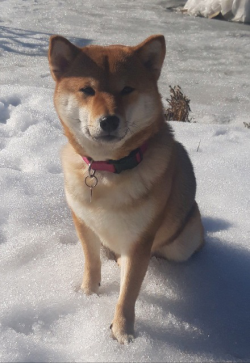 picture of dog