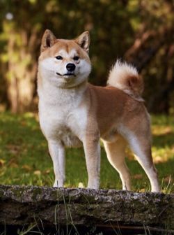 picture of dog