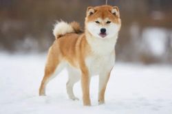 picture of dog