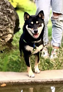 picture of dog