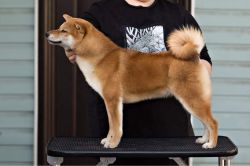 picture of dog