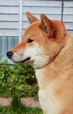 picture of dog