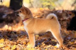 picture of dog