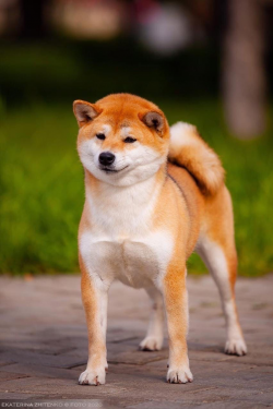 picture of dog
