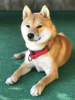 picture of dog