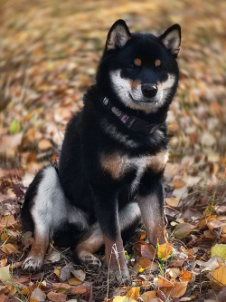 picture of dog