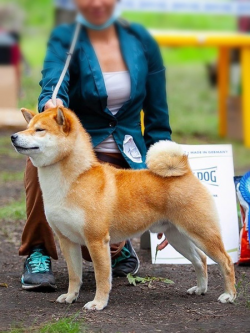 picture of dog