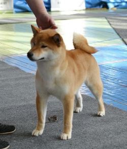 picture of dog