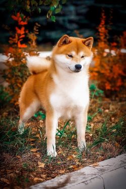 picture of dog