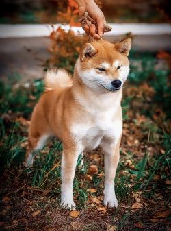picture of dog