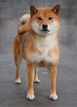 picture of dog
