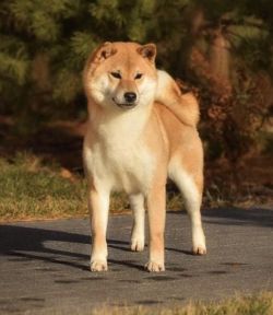 picture of dog