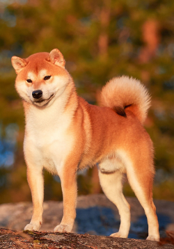 picture of dog