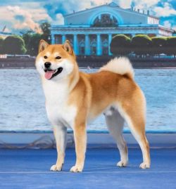picture of dog