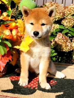 picture of dog