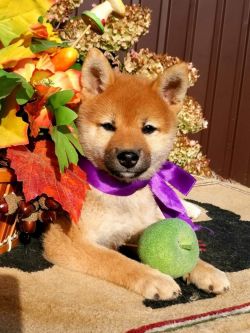 picture of dog