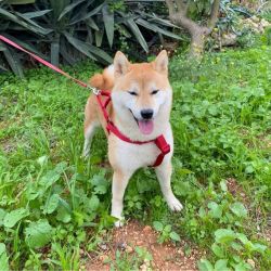 picture of dog
