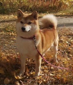 picture of dog