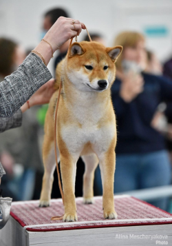 picture of dog