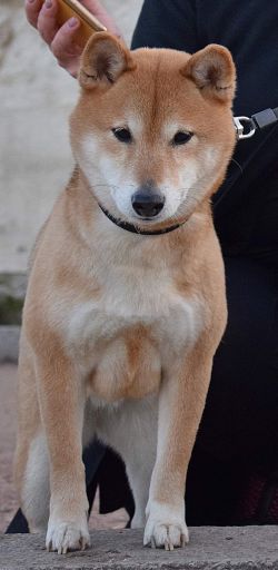 picture of dog