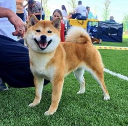 picture of dog