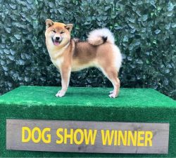picture of dog