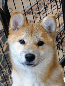 picture of dog
