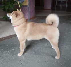 picture of dog