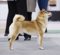 picture of dog