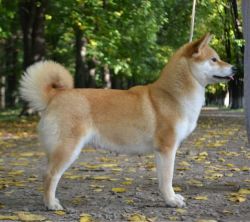 picture of dog