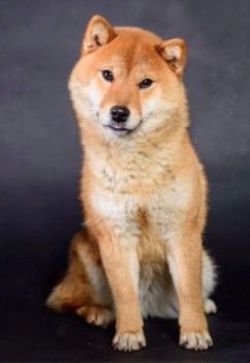 picture of dog