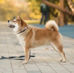 picture of dog
