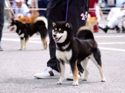 picture of dog