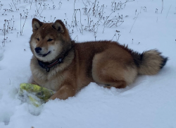 picture of dog